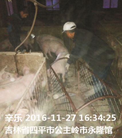 98堂论坛仔猪浓缩料（H208）的实证案例一